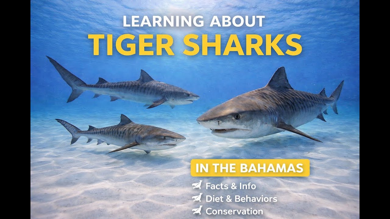Guardians of the Deep: Unveiling the Mysteries of Tiger Sharks in Tranquil Waters
