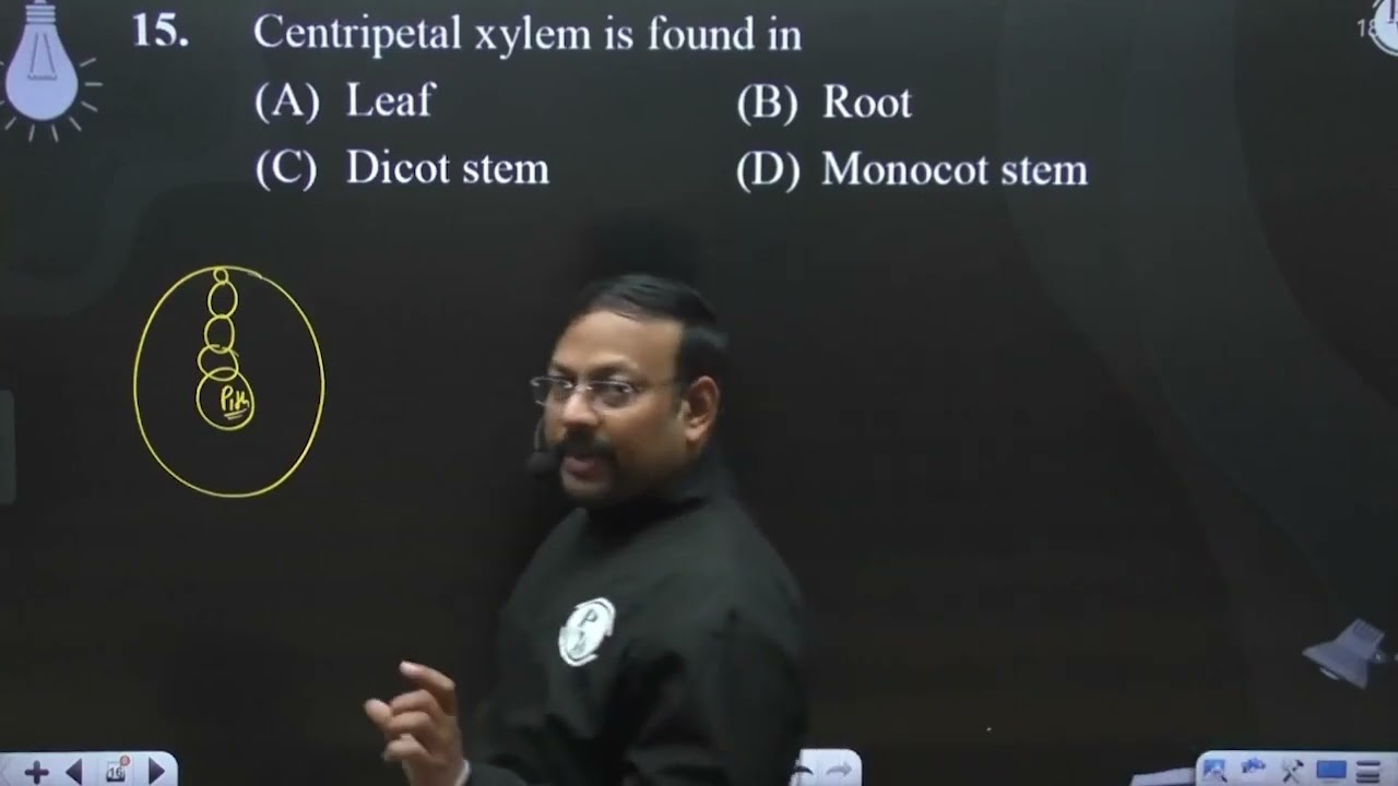 Centripetal xylem is found in....
