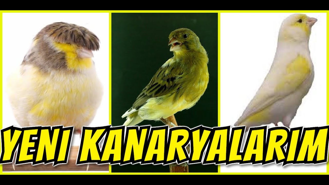 3 TANE HARİKA KANARYA ALDIM !! KESİNLİKLE TAVSİYE EDERİM🐤