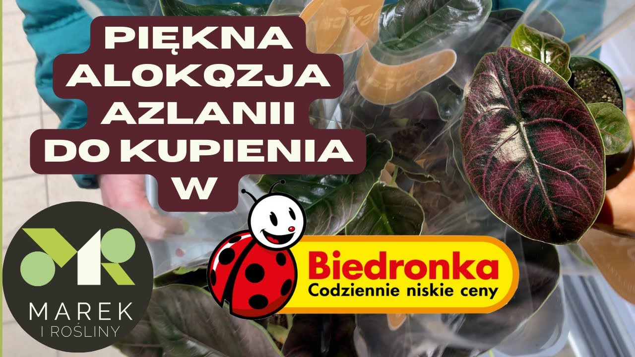 Piękna alokazja azlanii do kupienia w Biedronce! Plus aktualizacja tej z Netto rosnącej w hydro