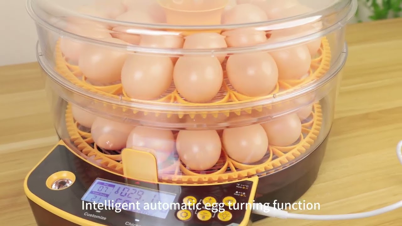 48 eggs in incubator