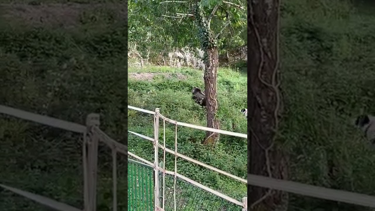 il nostro amico orso visita le 