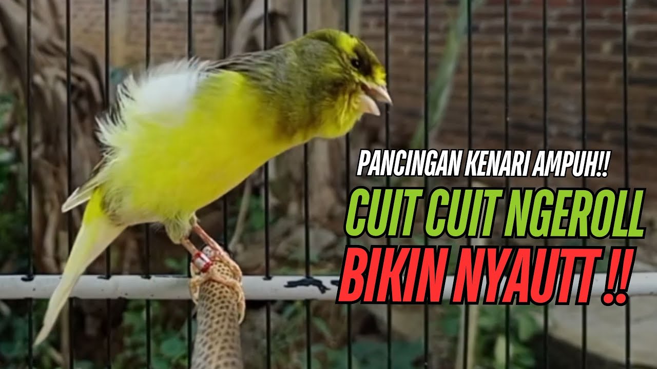 SUARA Kenari GACOR PANJANG Pancingan & masteran Kenari Paud AGAR gacor AMPUH Kenari MACET bunyii