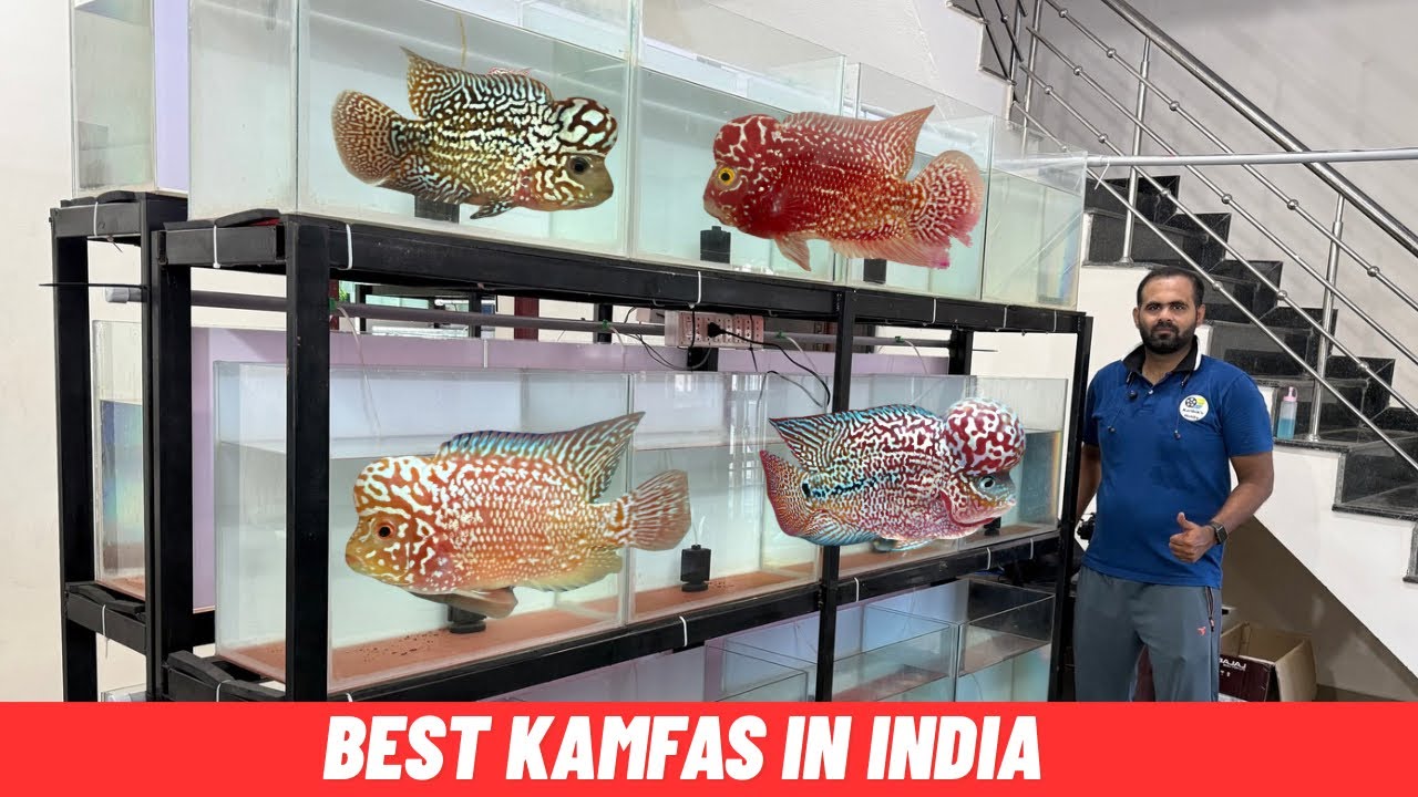 The Best Kamfas in India? 💎 New Flowerhorn Factory india farm Tour: Competition Grade Only!