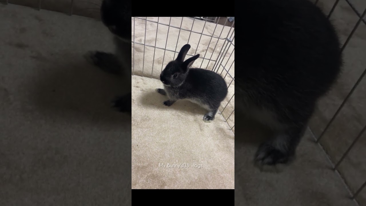 Cute Silver Martin Rabbit Baby ❤ 
