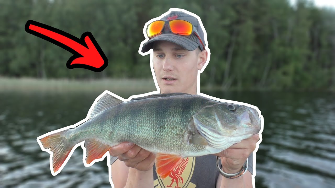 SJUKT FISKE! MÅNGA ÖVER 40cm! - Abborrfiske en fin junikväll!