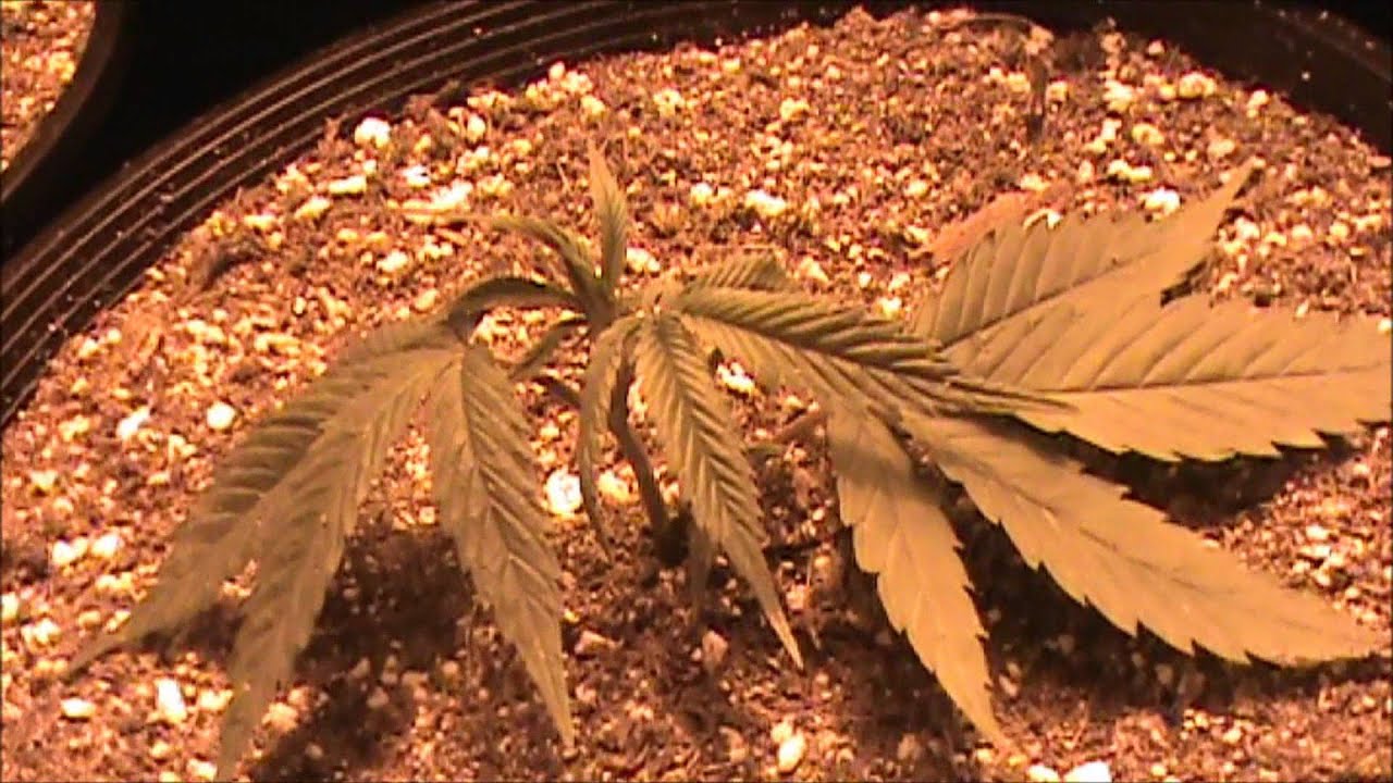 600watt grow (1st indoor grow) AZUL SHARIF clones