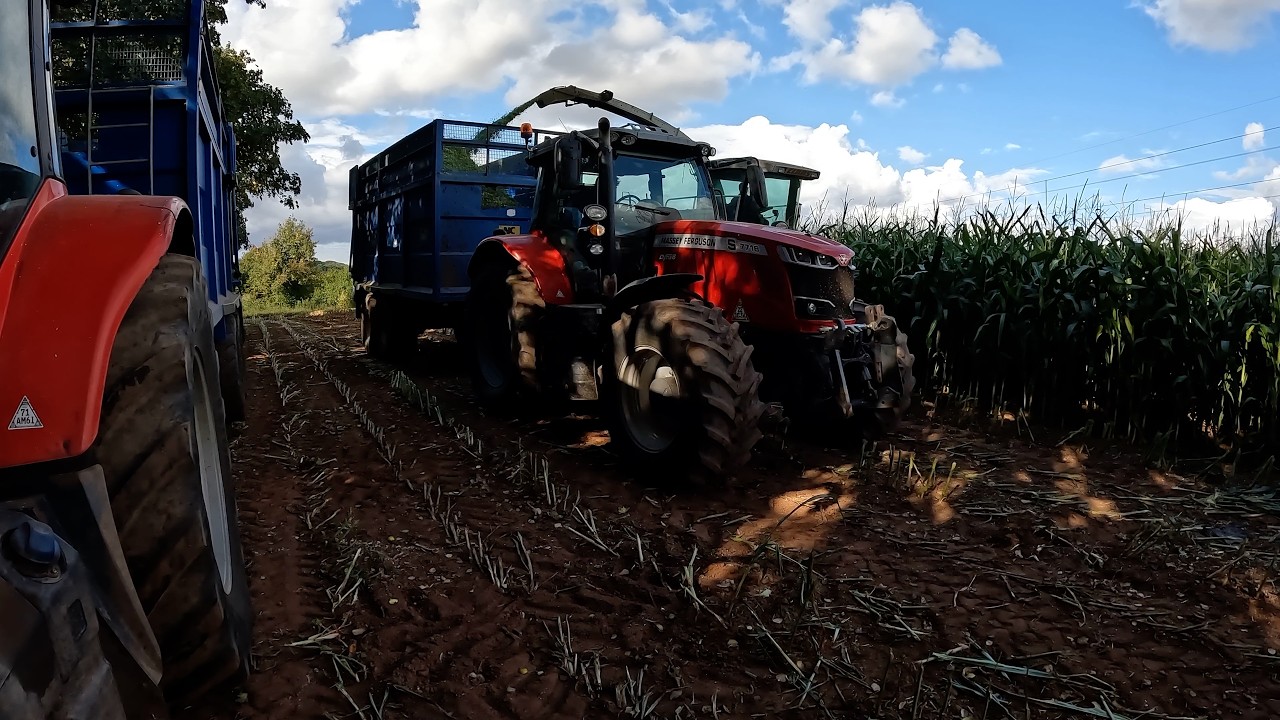 The Maize Campaign Begins!