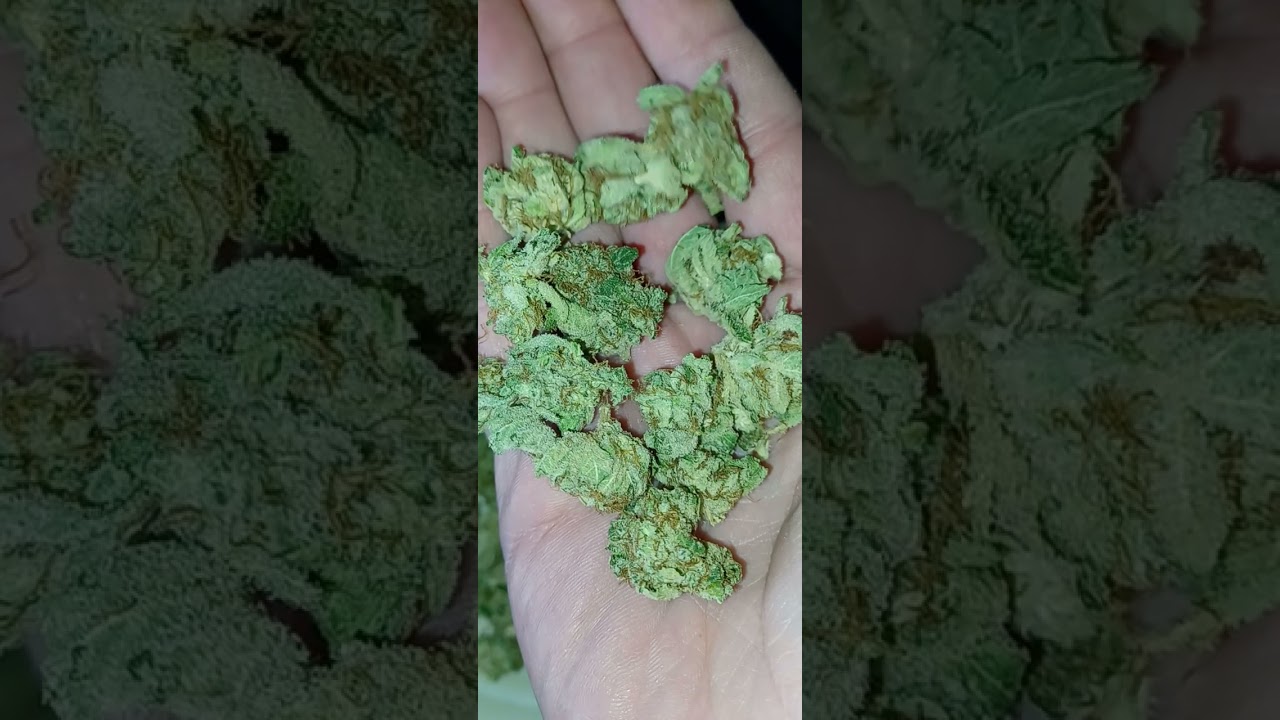Sour Brulee indoor grown CBD hemp, Tweedle Farms (is it good?)