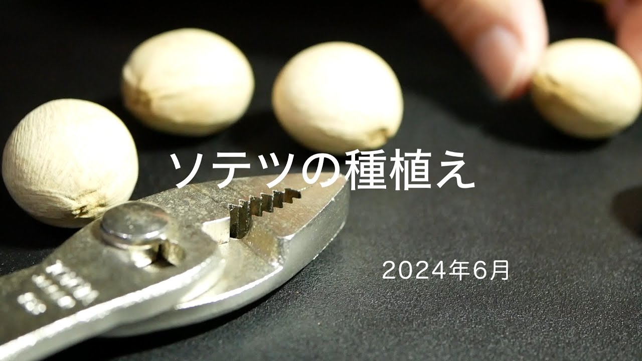 ソテツの種植え