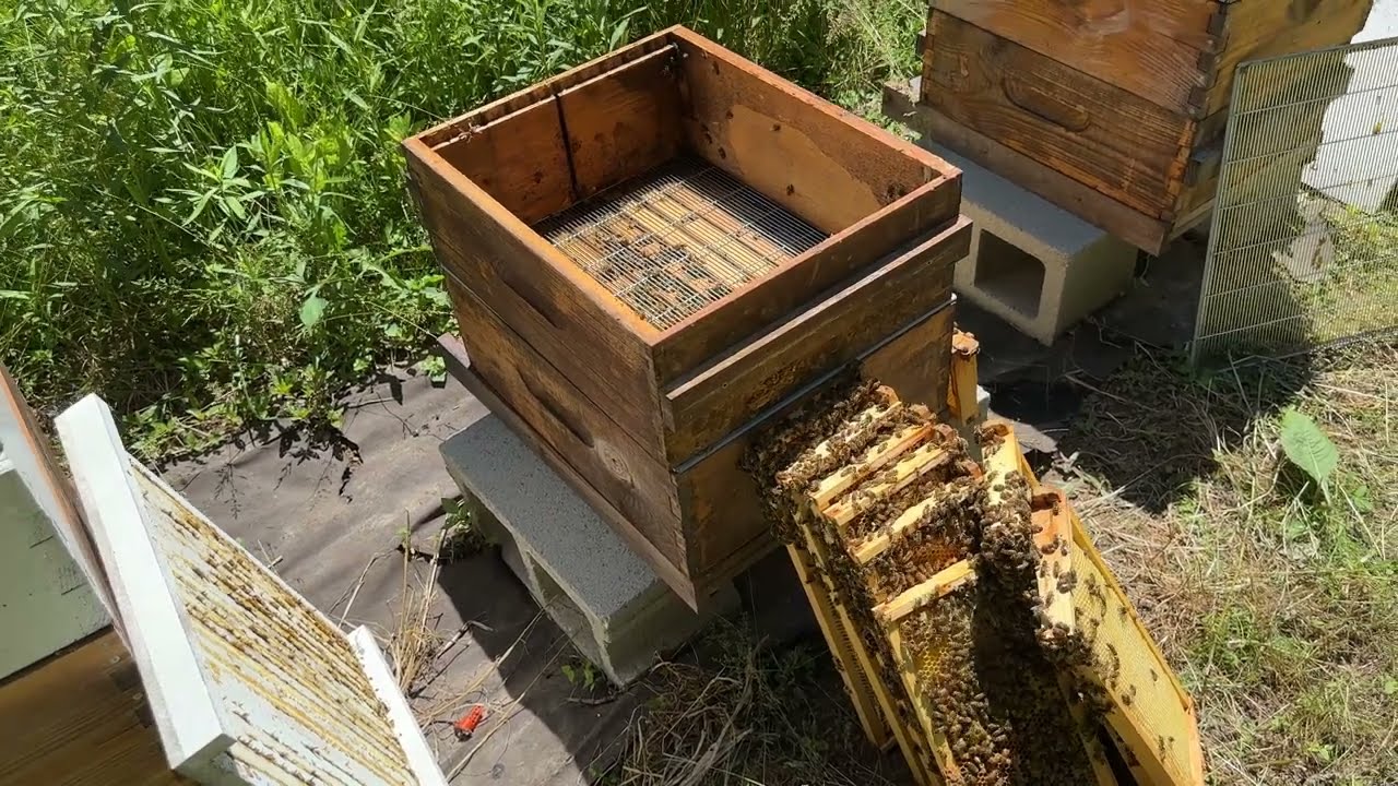 Replacing Queens - Building a Bee Business #85