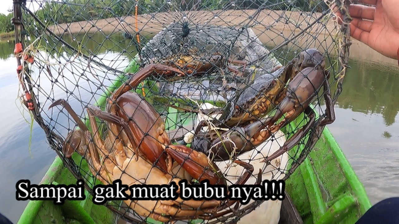 Bubu nya sampai gak muat😱!!! Berburu kepiting bakau menggunakan bubu hasil nya banyak m