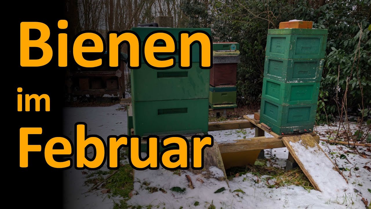 Bienen Anfang Februar 2026, was ist zu tun? #varroa #varroaresistenz2033 #dunklebiene