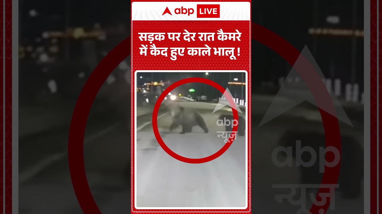 Viral Video : सड़क पर देर रात कैमरे में कैद हुए काले भालू ! #ganderbal #sonamarg #shorts