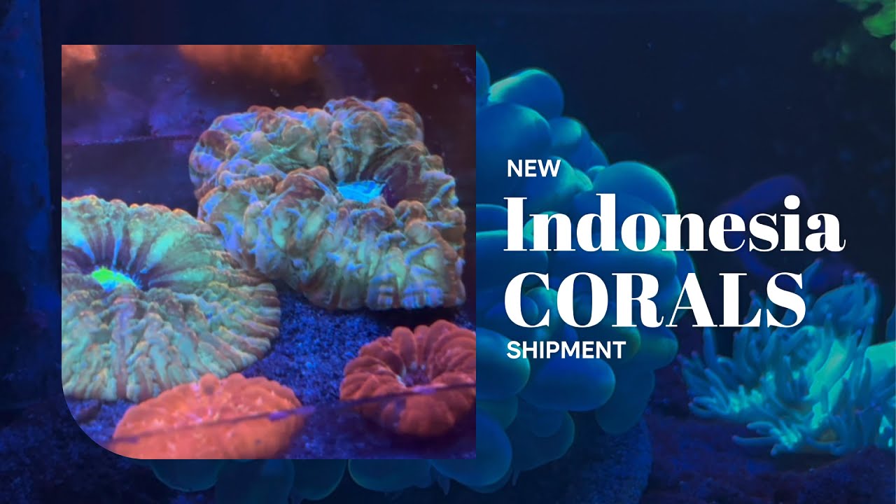 Indo Treasure Alert! 🇮🇩 New Premium Coral Shipment Unveiling 💎🪸