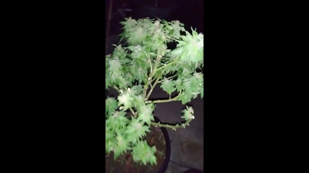 2018 outdoor cannabis harvest