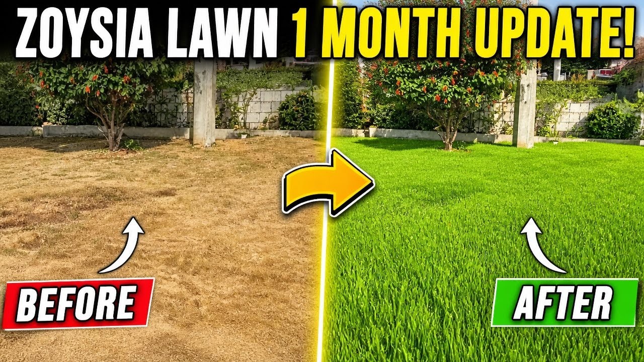 1 Month Zoysia Lawn Update | Reel Mowing & Growth Progress