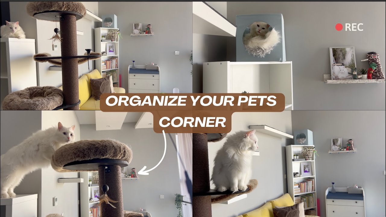 كيف تبني جدار لقطك - افكار ارفف الجدار للقطط | DIY Cat Wall Shelves