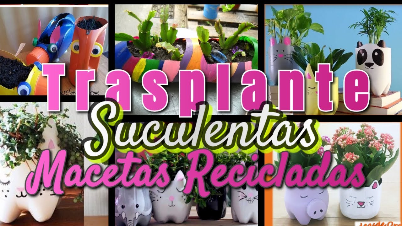 Mis macetas recicladas ♻️ #reciclaje #video #manualidades #diy #suculentas #trasplantes #botellas