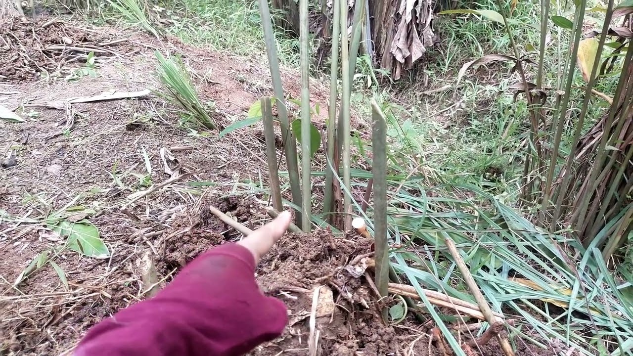 Cara mudah agar panen lengkuas laos terus menerus @cuandaritani