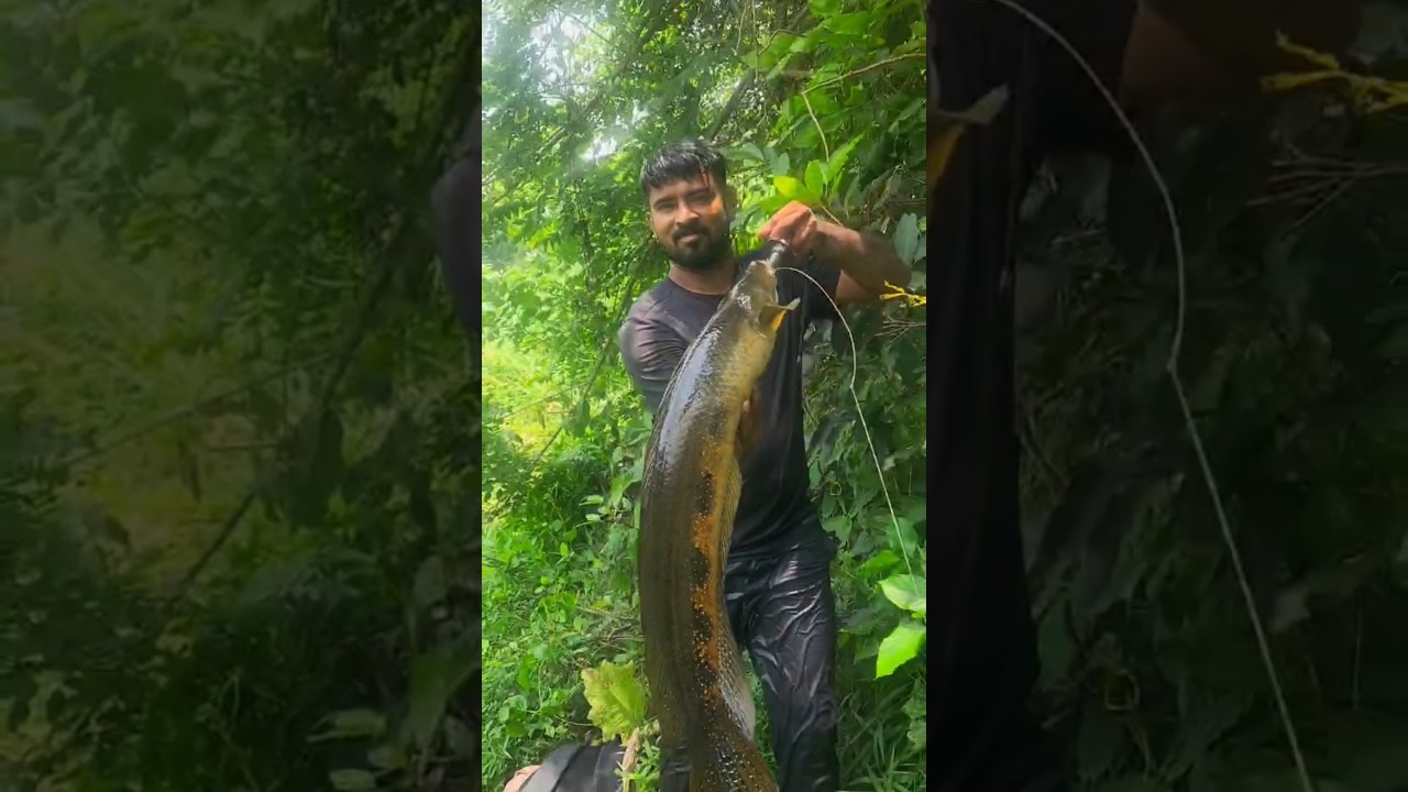 Beautiful Giant 6kg Snakehead fish kerala. kerala river fishing #rivermonsters #snakehead #cherumeen