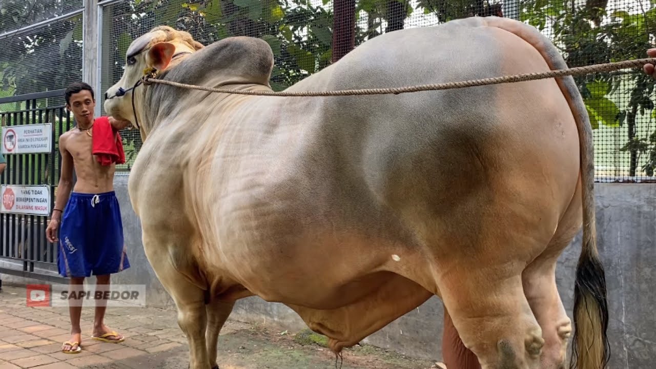 SAPI MONSTER SUMILAND FARM KELUAR KANDANG❗️🔥🔥🔥