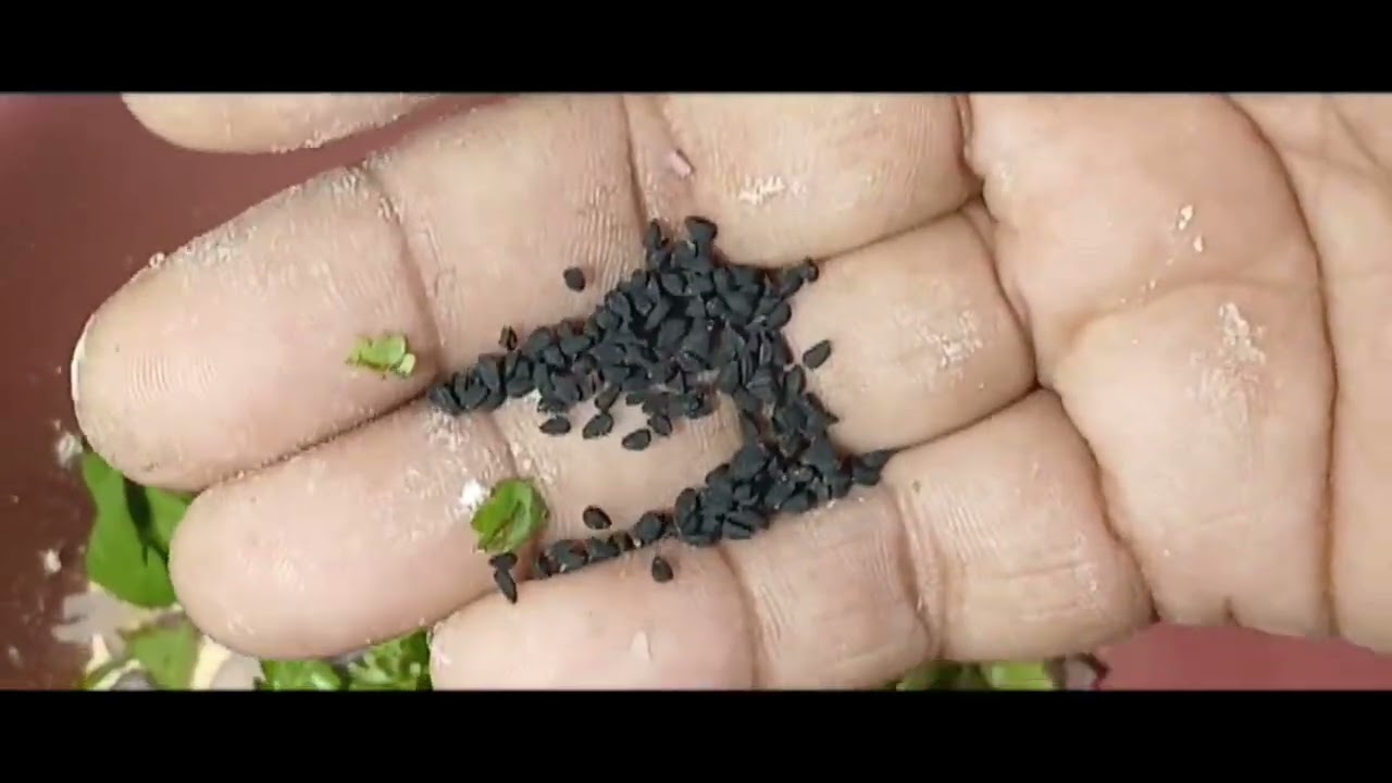 बिहारी डिश लिट्टी चोखा साम का नास्ता |