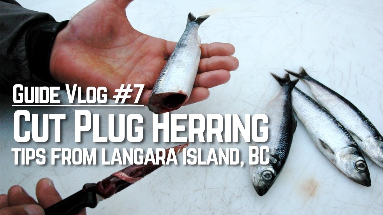 Guide Vlog #7: Cut Plug Salmon Fishing at Langara Island BC