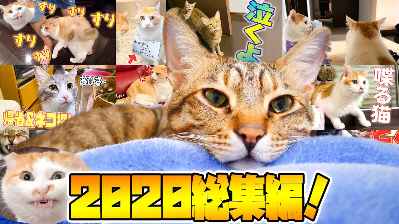 【2020年総集編】今年最も再生された動画ランキングTOP１０！！