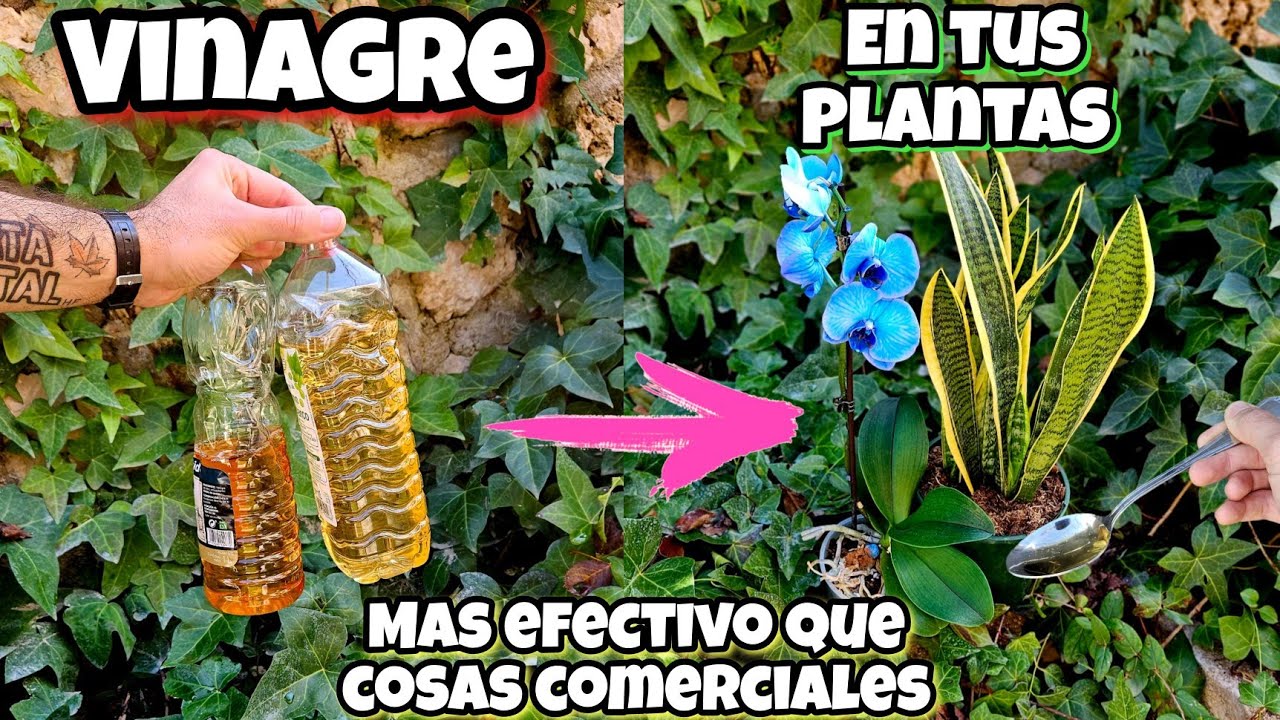 Aplica y Riega tus PLANTAS con VINAGRE y mira que PASA INMEDIATAMENTE! Usos del VINAGRE en HUERTA