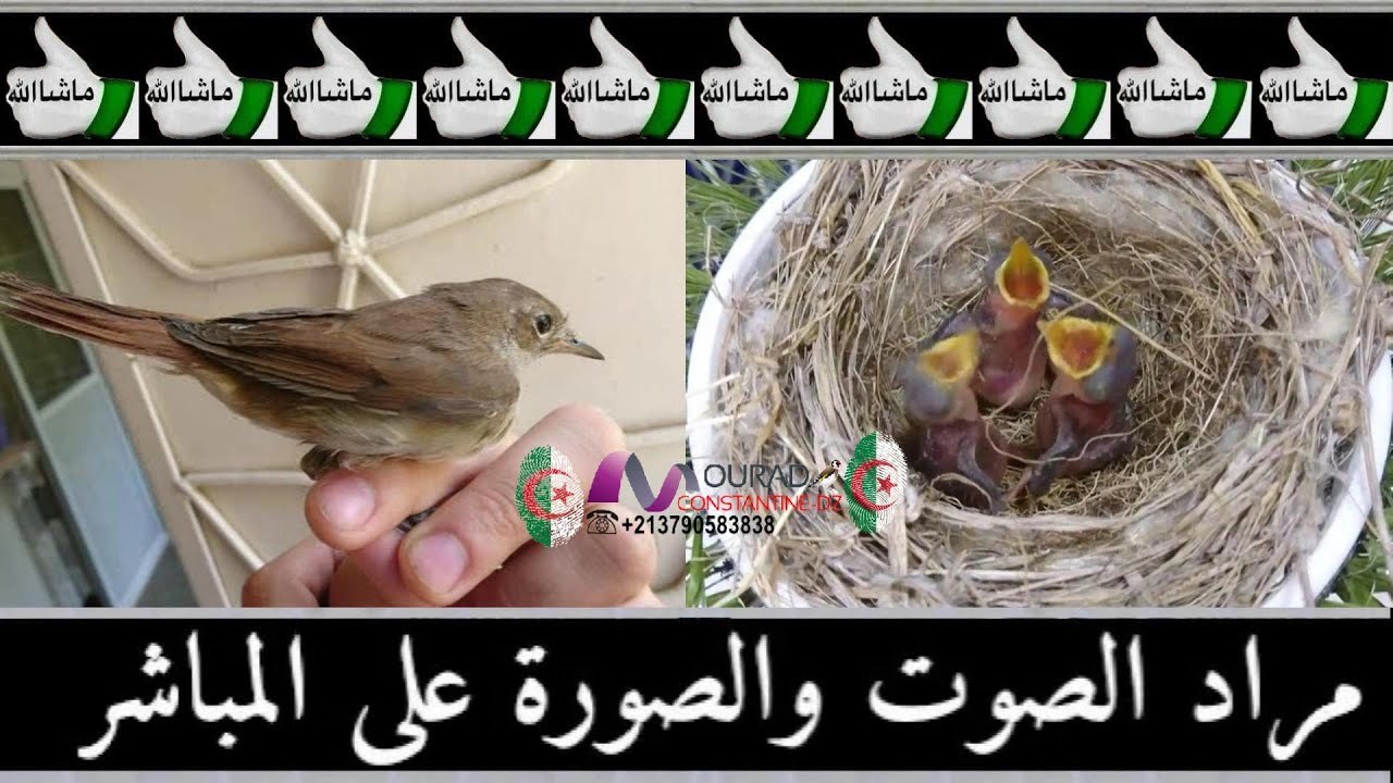 مراد المايسترو والفنان لا ينتهي عنده الابداع شاهد واستمتع مع انتاج طائر العندليب 2050🇩🇿🇩🇿