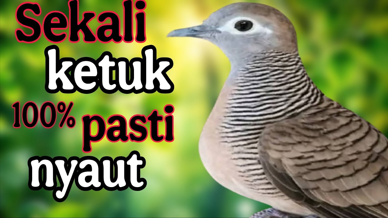 Perkutut lokal gacor sekali ketuk 100% pasti nyaut 