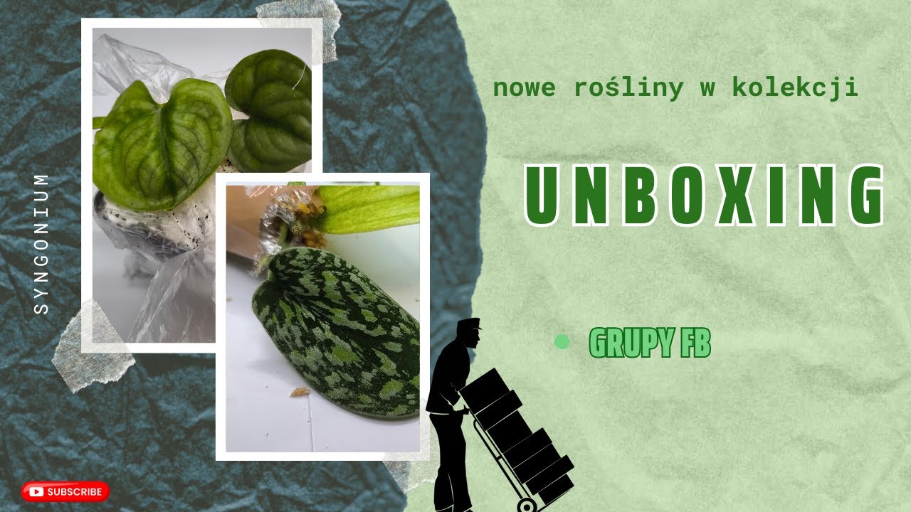 Znowu unboxing 😉 Nowe rośliny 🌿 Powiększam swoją kolekcję scindapsusów i epipremnum 🤩