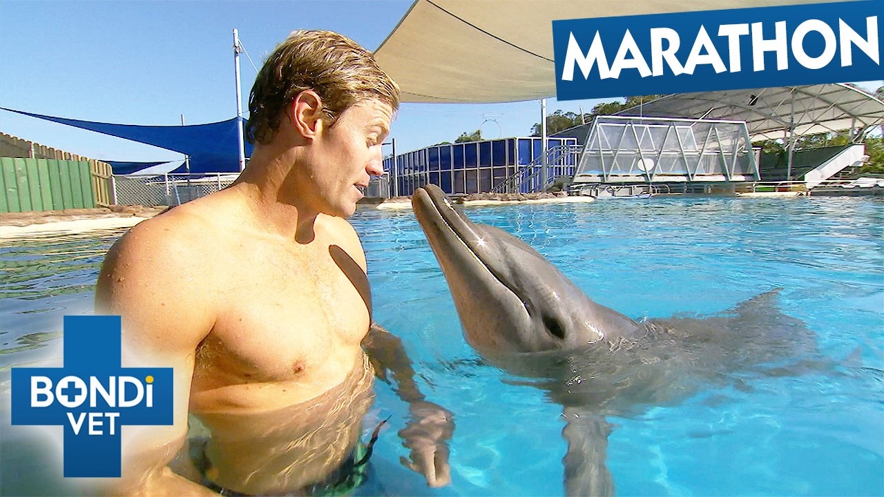 10 Most Unbelievable Wildlife Patients | Bondi Vet Compilation