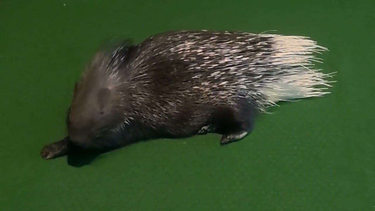 Výstavba v rajke (18.3.2026) Dikobraz