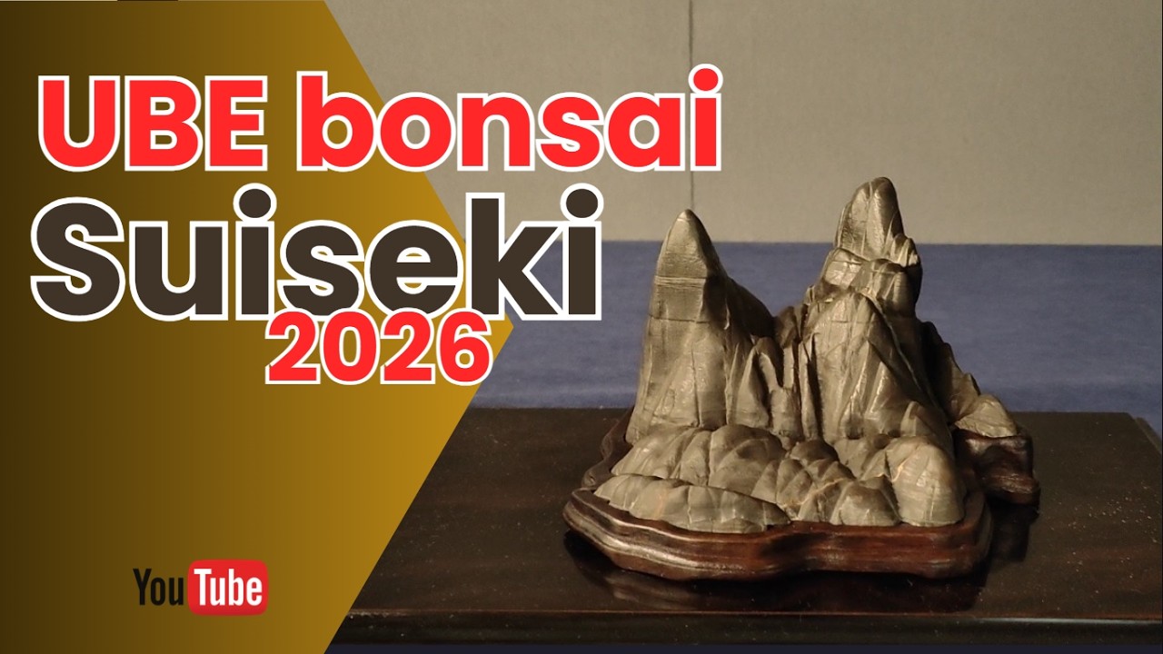 Suiseki en UBE bonsai 2026 #suiseki #bonsai