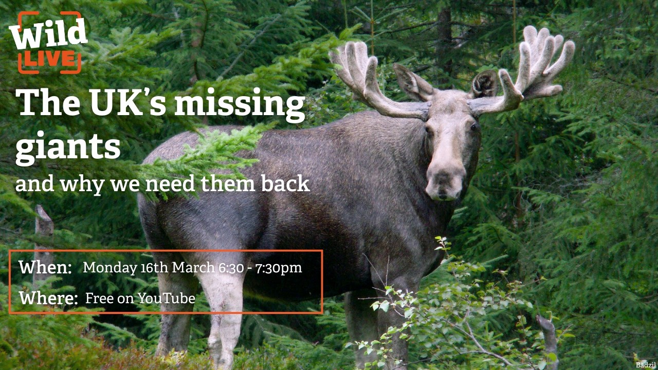 Wild LIVE: The UK's missing giants and why we need them back