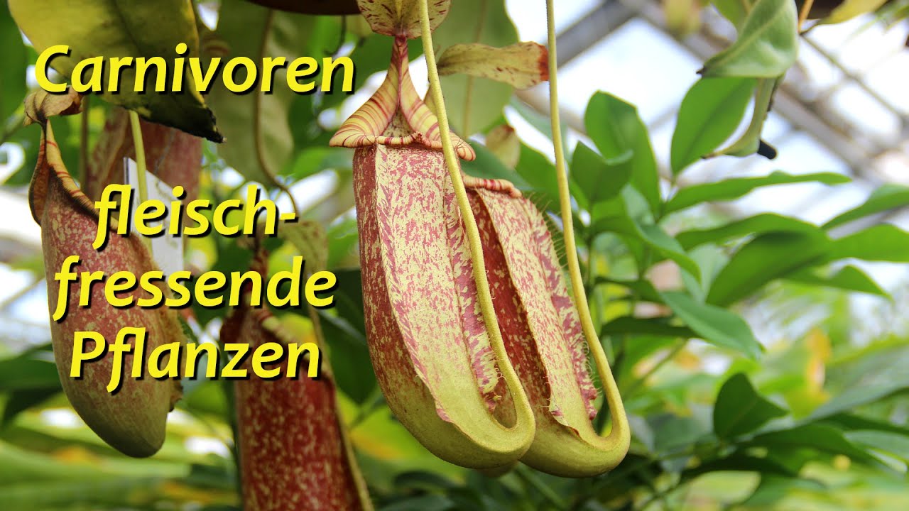 Carnivoren