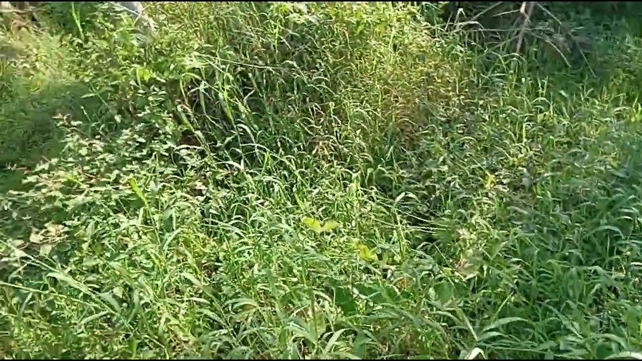 dibalik rimbunnya rumput liar