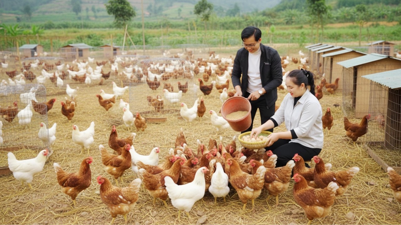 Ly Tu Tien & Jack Expand Their Farm with 1,000 Chickens | Peaceful Rural Life