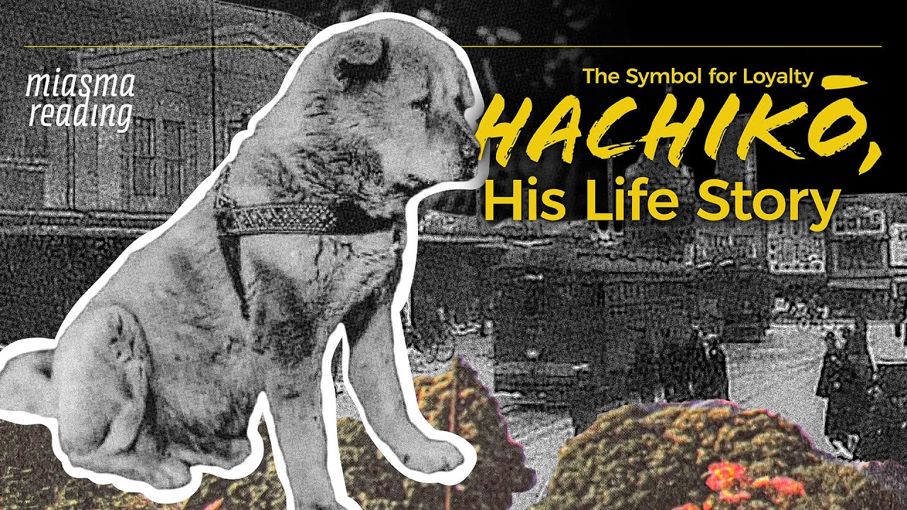 Hachiko, the Akita Dog | His Life Story | Japan’s Symbol of Loyalty
