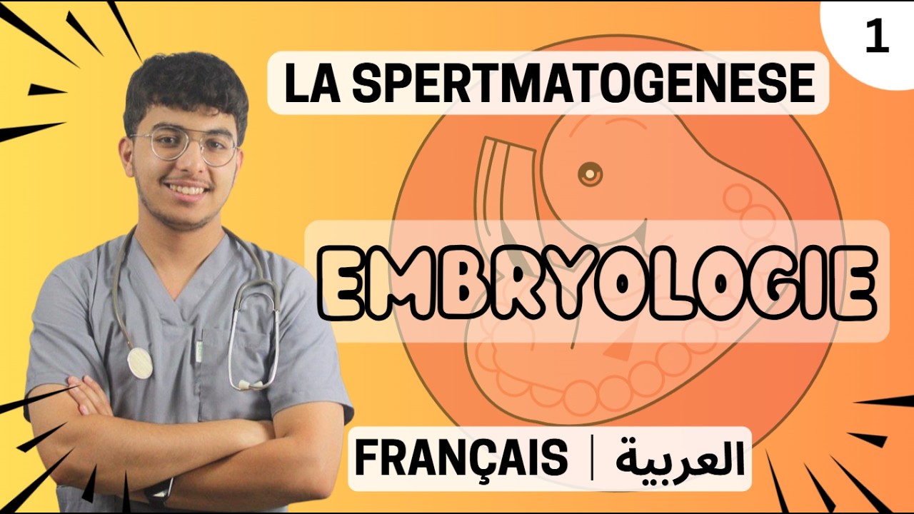 Embryologie : La Spermatogenèse - Français