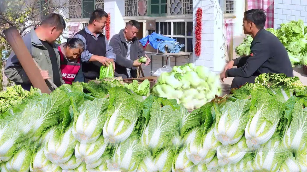 上霞姐地里把大白菜全收了！黄土兄弟一次腌1000斤酸菜，这个冬天够吃了！【黄土兄弟】