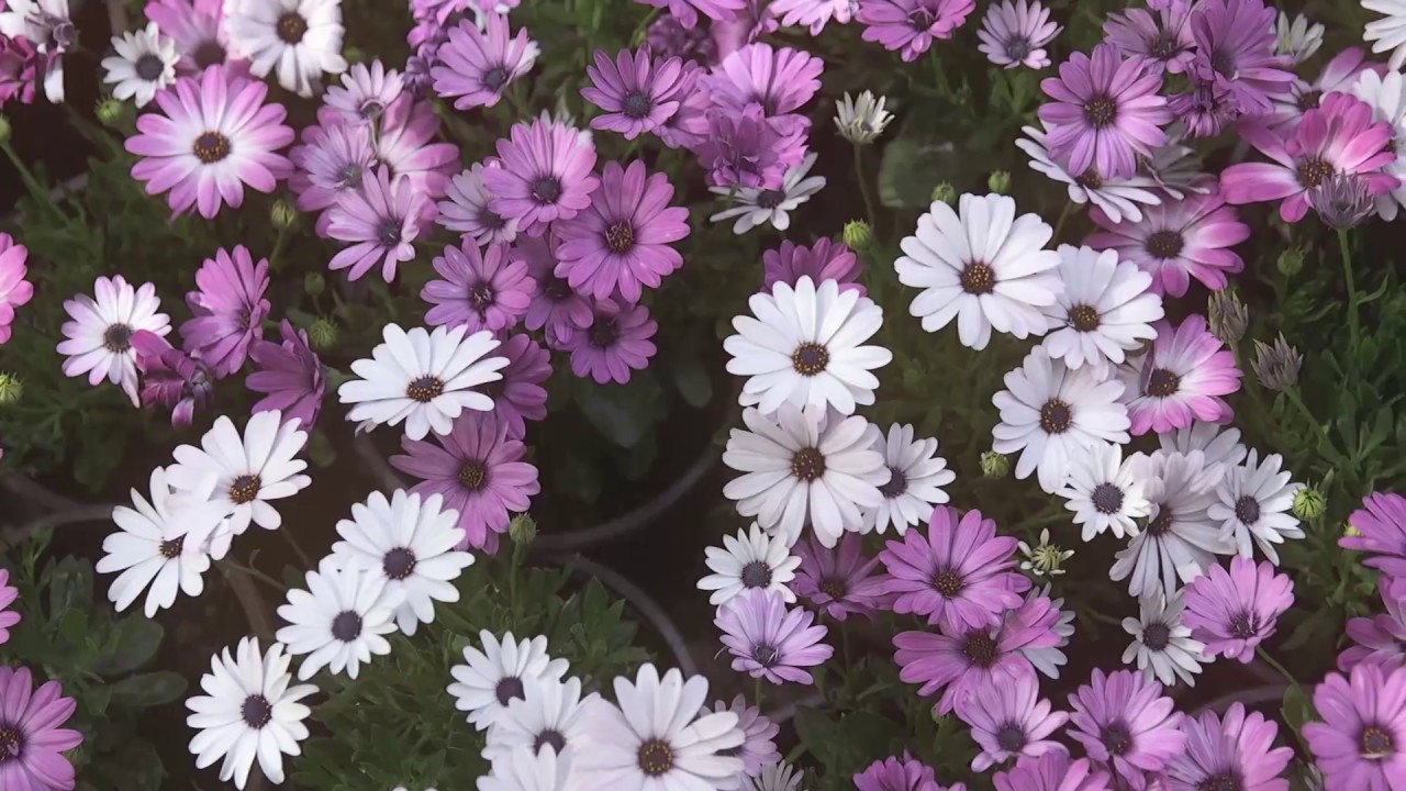 &Mu;&iota;&alpha; &beta;ό&lambda;&tau;&alpha; &sigma;&tau;&eta;&nu; &Kappa;&eta;&phi;&iota;&sigma;&iota;ά / A ride in Kifissia