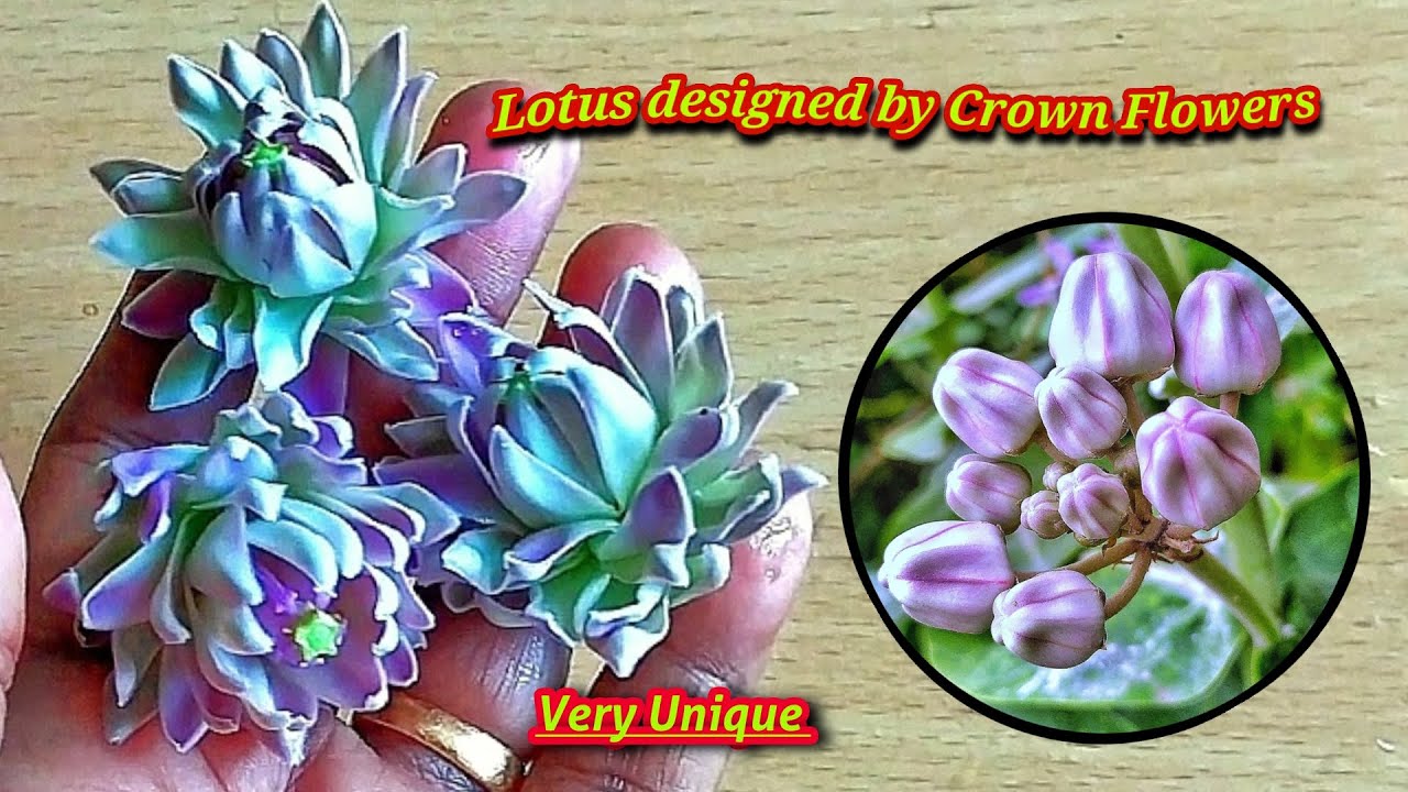 How to make a lotus flower using eruku flowers/எருக்கு பூவை பயன்படுத்தி தாமரை செய்வது எப்படி