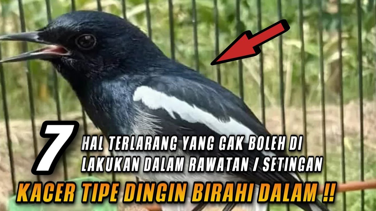 JANGAN LAKUKAN INI !! 7 HAL YANG DI LARANG DALAM PERAWATAN KACER TIPE DINGIN BIRAHI DALAM