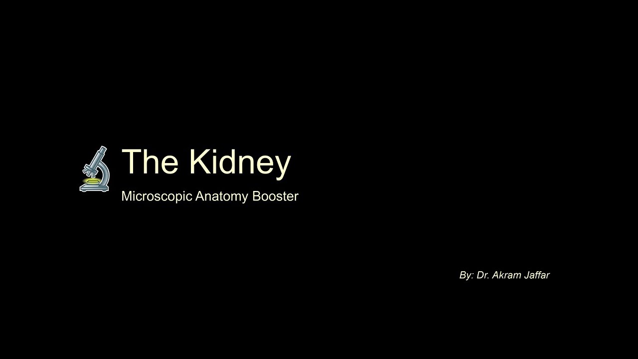 Anatomy Booster - Histology of the Kidney, Ureter, and Bladder