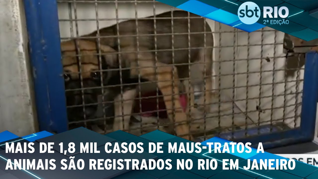 Mais de 1,8 mil casos de maus-tratos a animais são registrados no Rio em janeiro