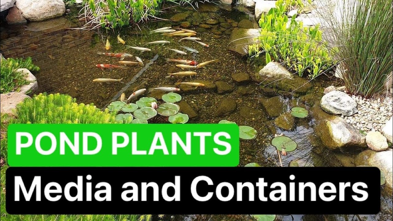 Let's talk POND PLANTS Media and Containers