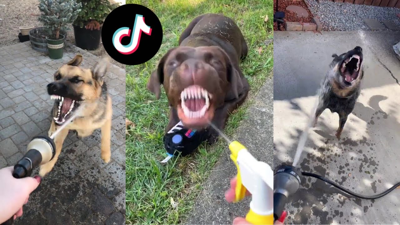 Riding Around The Block With A Glock | Tik Tok Meme Compilation 2019 - 2020